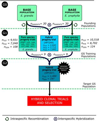 Realized genomic selection across generations in a reciprocal recurrent selection breeding program of Eucalyptus hybrids